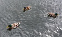 Filnavn=Silkeborg15.JPG
Filstørrelse=828KiB
Dimensioner=2048x1238
Dato for tilføjelse=01 Okt, 2016 Silkeborg15.JPG