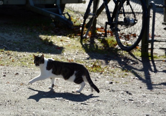 Klik for fuld størrelse