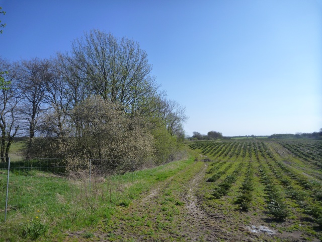 Klik for fuld størrelse