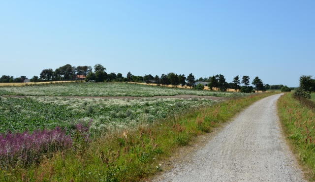 Klik for fuld størrelse