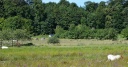 Filename=DSC_3870-crop.JPG
Filesize=5535KiB
Dimensions=5306x2792
Date added=Aug 07, 2013 DSC_3870-crop.JPG
