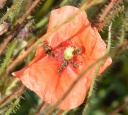 DSC_4859-crop-crop.JPG