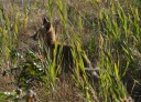 Filename=DSC_7949.JPG
Filesize=1209KiB
Dimensions=2048x1477
Date added=Jul 20, 2018 DSC_7949.JPG