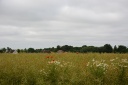 Dalbyover_05.JPG