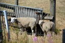 Filename=FjerritslevOsterild051.JPG
Filesize=2905KiB
Dimensions=4000x2667
Date added=Aug 04, 2014 FjerritslevOsterild051.JPG